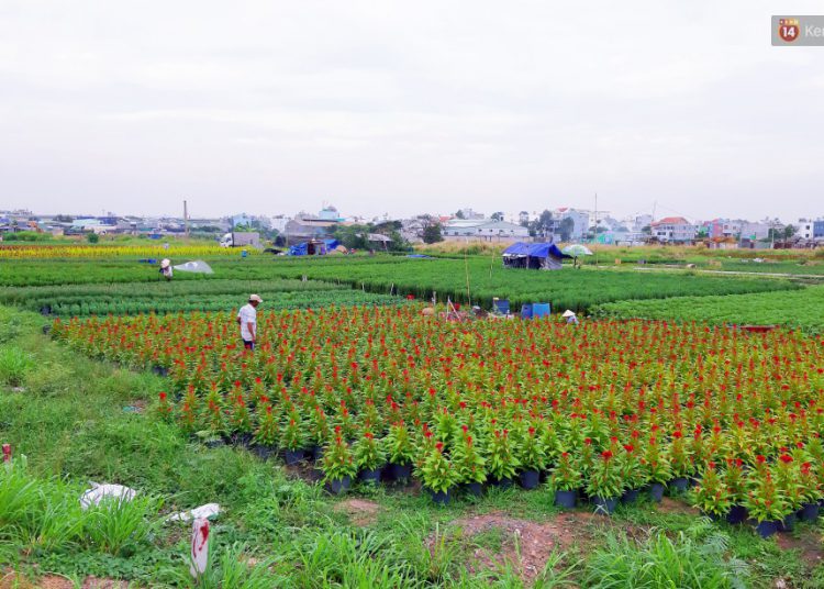 Hoa bắt đầu chớm nở, nhà vườn Sài Gòn ngày đêm chăm sóc để kịp cho người dân mua sắm đón Tết